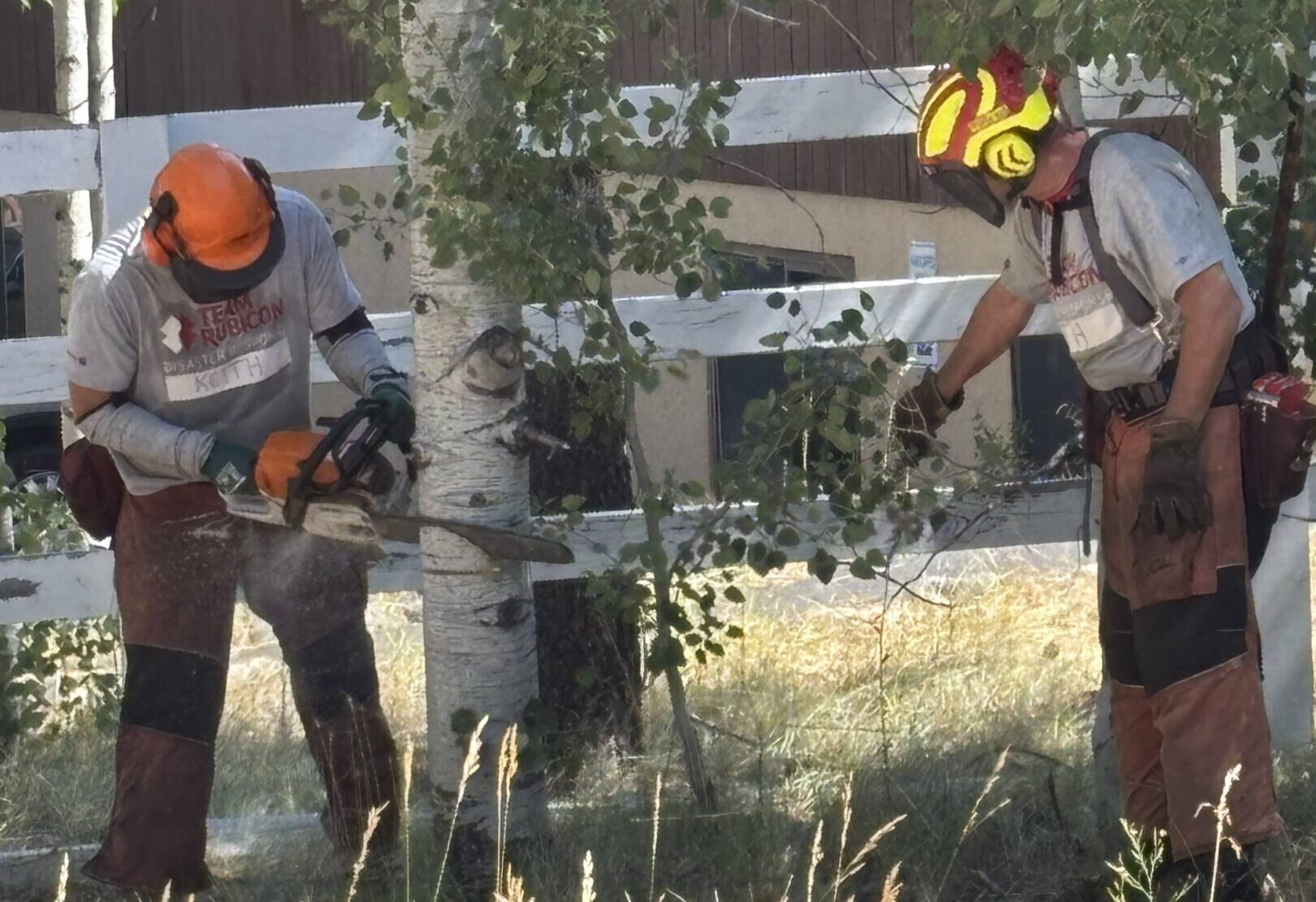 Two workers cutting tree branches with chainsaw