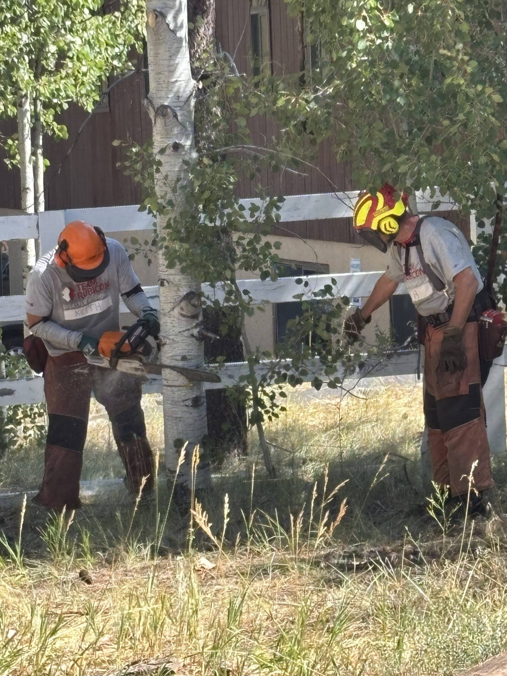 Two workers cutting tree branches with chainsaw